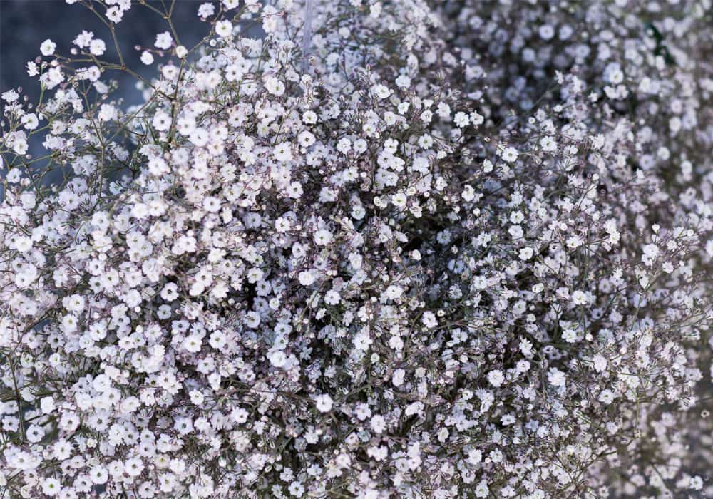 Allergies