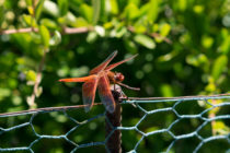 Laurie Love Dragonfly
