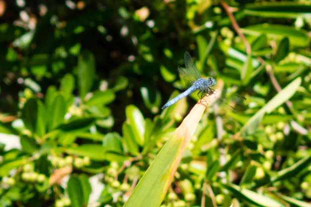Dragonfly