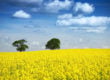 Canola Oil