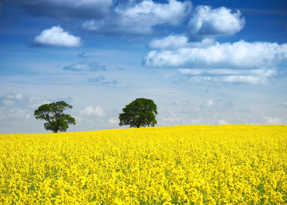 Canola Oil