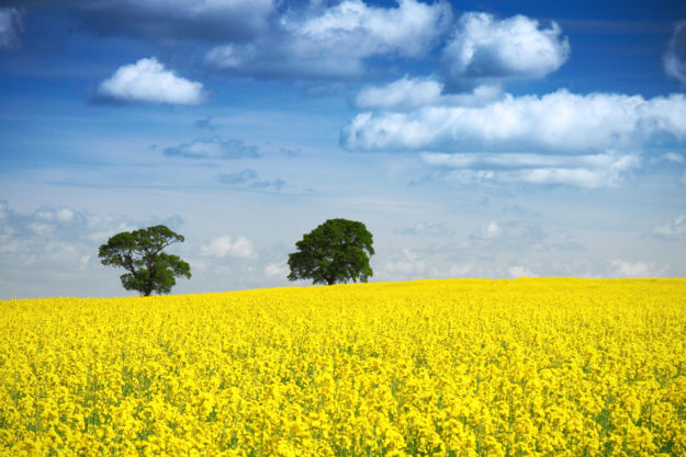 Canola Oil Canola Oil